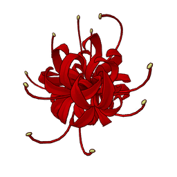 Red Spider Lily