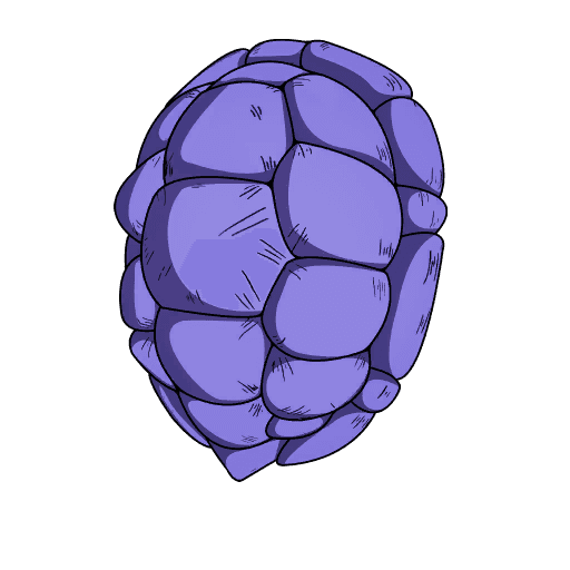 Kamesennin's Shell